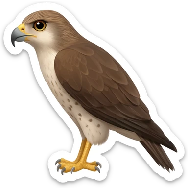 hawk with glaring eyes and wicked peak somewhat from the side sticker