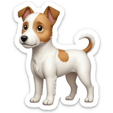 a full body large white parson russell terrier looking dog the size of a kelpie with light brown big ears and a light brown patch on one eye and a large snout sticker