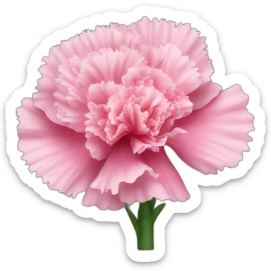 Pink Carnation flower sticker