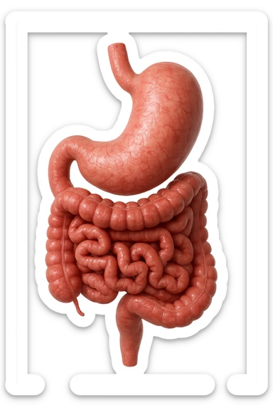 intestino e stomaco sono collegati, iperrealistico 4k, non disegnato sticker