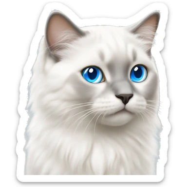 White Ragdoll cat whit blue eyes kitten walking  sticker