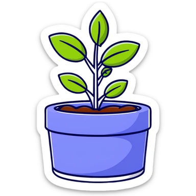 Young Plectranthus Verticillatus sprouts with circular coin-shaped leaves in a modern metallic planter sticker
