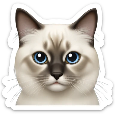 Birman cat sticker