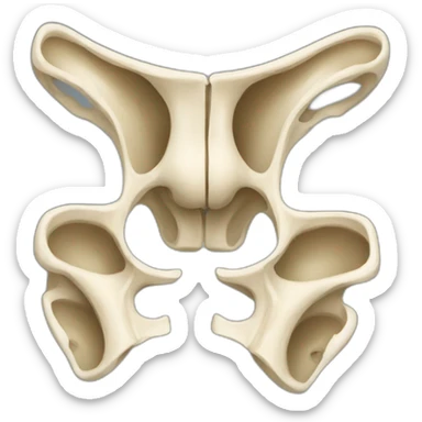 pelvis bones sticker