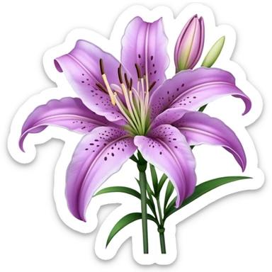 single Lavender Oriental Lily, straight stem sticker