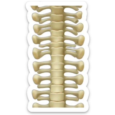 Vertebral spine sticker
