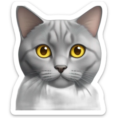 A british shorthair cat in schildpatt with yellow eyes sticker