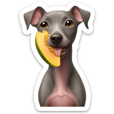 American Hairless Terrier eating mango  sticker