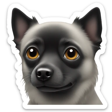 Black half schipperke half chihuahua with black eyes sticker