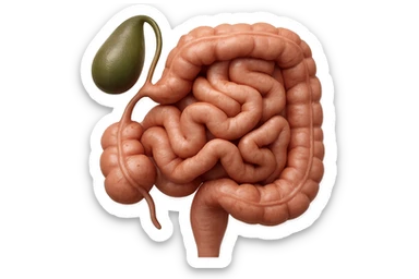 CISTIFELLEA E INTESTINO SONO COLLEGATI NEL DOLORE, SENZA SCRITTE E L'INTESTINO FALLO PERFETTO E REALISTICO, NON DISEGNATO iperrealistico 4k sticker