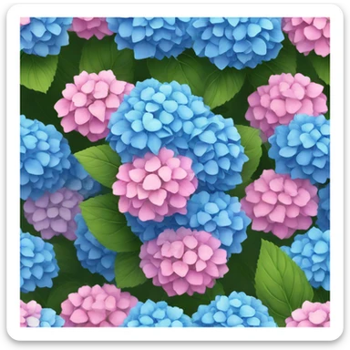 Blue and pink hydrangeas  sticker