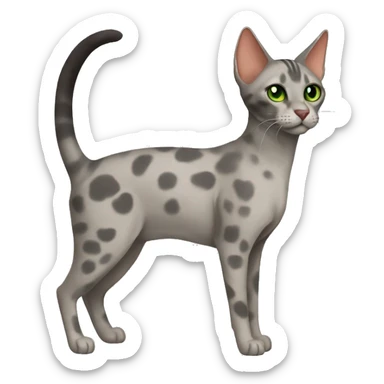 Short-haired oriental cat ,full body , grey coat with spots , green eyes , terracotta nuzzle sticker
