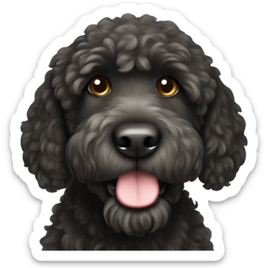 Black labradoodle with a white chin sticker