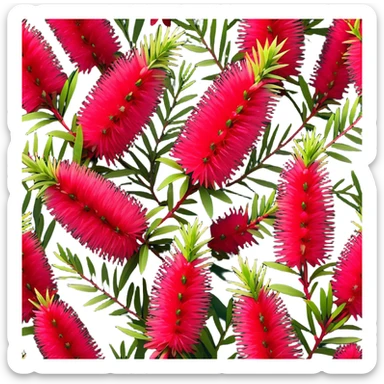 Cinematic Realistic Callistemon Emoji, Vibrant and striking, with spiky red flowers resembling a bottlebrush. The slender leaves create a fine backdrop to the bold blooms, while the plant exudes energy and vitality. Soft glowing outline, capturing the essence of strength, color, and natural beauty in a brilliant callistemon tree! sticker