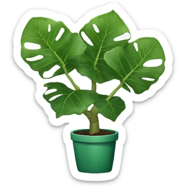 Fiddle leaf fig sticker
