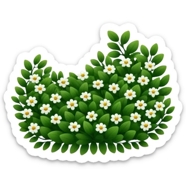 A dense bush with dark leaves and a curved organic shape with small white flower sticker