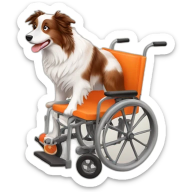 white tan red merle border collie with orange wheel chair sticker