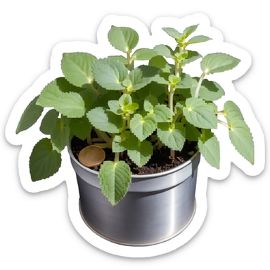 Young sprouts of Plectranthus Verticillatus with perfectly circular coin-shaped leaves in a silver metallic pot sticker