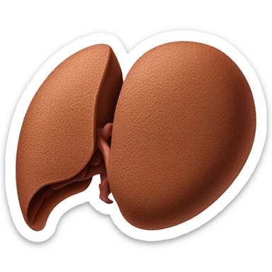 “A detailed illustration of a human liver, showing its shape, texture, and rich brown color, with subtle shading for depth.” sticker