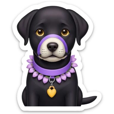 Sitting black Labrador with lilac collar, the muzzle is a bit white sticker