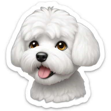 Bichon-Maltais-yeux-noirs sticker