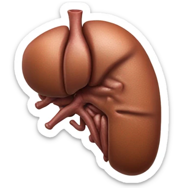“A realistic image of a human liver, showing its smooth, reddish-brown texture, with clear anatomical details, and subtle shading to highlight its shape and depth.” sticker
