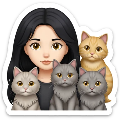 black hair girl with a grey longhair cat and four british longhair golden sticker