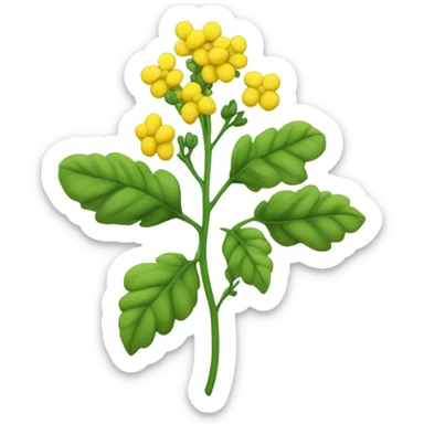 Rapeseed plant  sticker