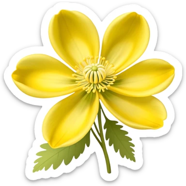Yellow woodland anemone flowers sticker