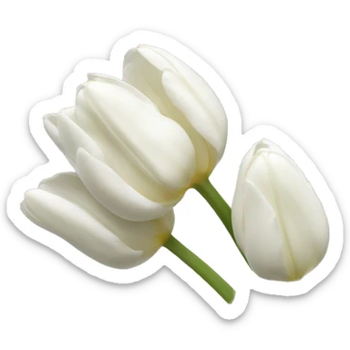 White tulips  sticker
