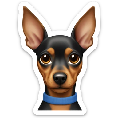 Miniature Pinscher wearing a blue shir sticker