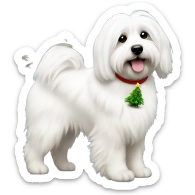 Coton de tulear with a Christmas tree sticker