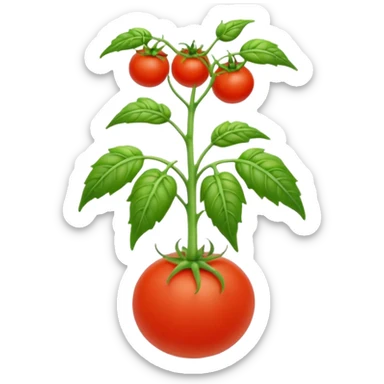tomato seedling sticker