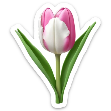 Pink and white tulip sticker