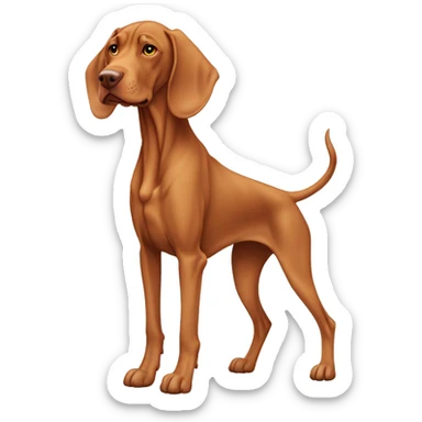 Grown Vizsla dog standing stocky. Droopy ears. Long legs. Light-colored paws. Faded-color face.  sticker