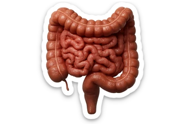 CISTIFELLEA E INTESTINO SONO COLLEGATI NEL DOLORE, SENZA SCRITTE E L'INTESTINO FALLO PERFETTO E REALISTICO, NON DISEGNATO iperrealistico 4k sticker