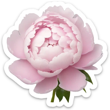 Light pink peonies  sticker
