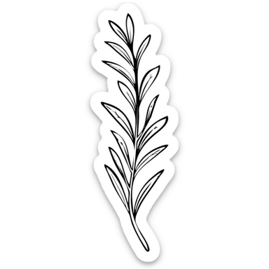 Rosemary herb with needle-like leaves on stems, botanical illustration sticker