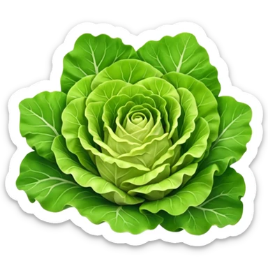 fresh head of lettuce, broad green leaves, crisp, curled edges, outer leaves deep green, inner leaves pale yellow, leafy, ruffled, natural veining, moist, base stem end visible, 3D, clean, minimal, soft shadows, transparent background, emoji scale sticker