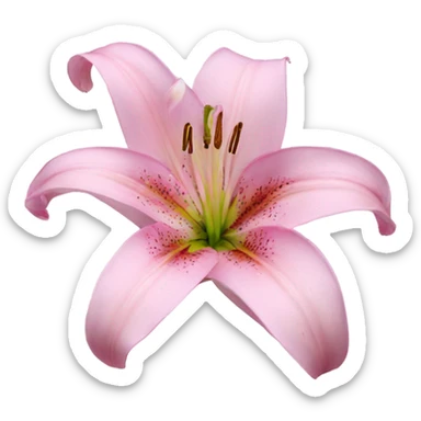 Lily flower pink sticker