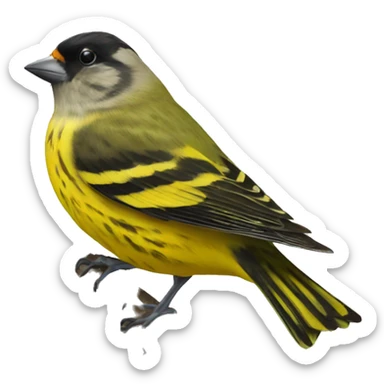 Eurasian siskin  sticker