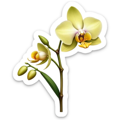 single Dendrobium Orchid flower, stem sticker