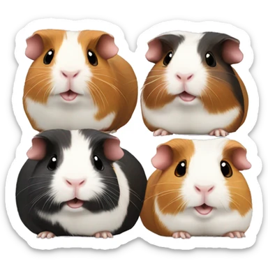 three guinea pigs sticker
