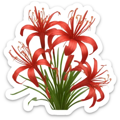 bouquet of red spider lilies sticker