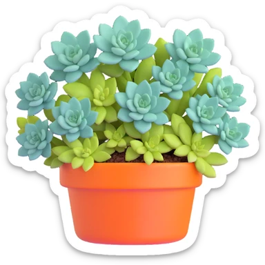 Sedum Pachyphyllum succulent with chubby blue-green leaves sticker