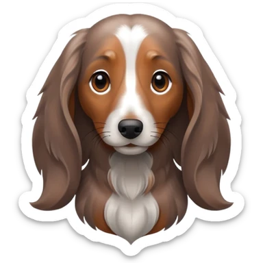 Dapple long haired dachshund  sticker