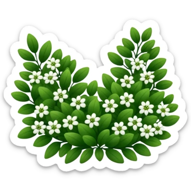 A dense bush with dark leaves and a curved organic shape with small white flower sticker