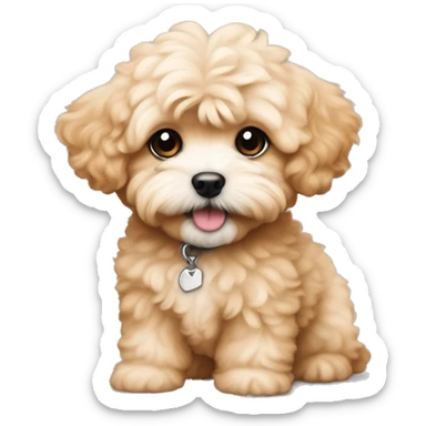 Fluffy apricot maltipoo puppy with waivy hair sticker
