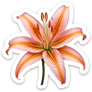 light pink and orange oriental lily close-up sticker
