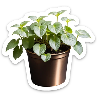 8-bit pixel art of small Plectranthus Verticillatus sprouts with round circular leaves in a shiny metallic planter sticker